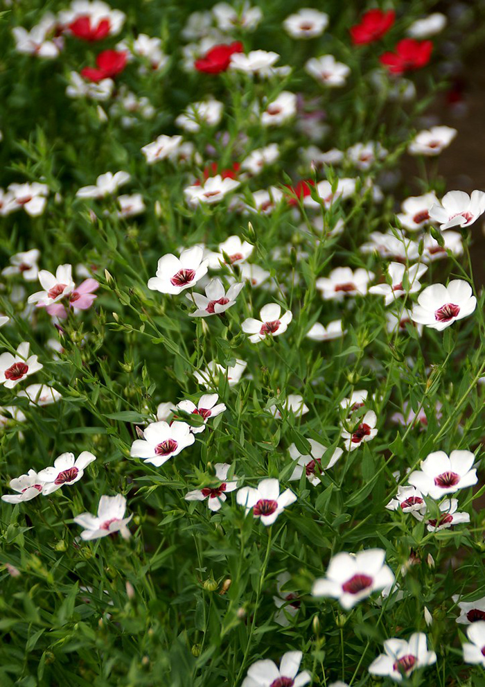 Cveće Lan ornamental multikolor - seme 10 kesica Franchi Sementi Virimax - dodatni pogled