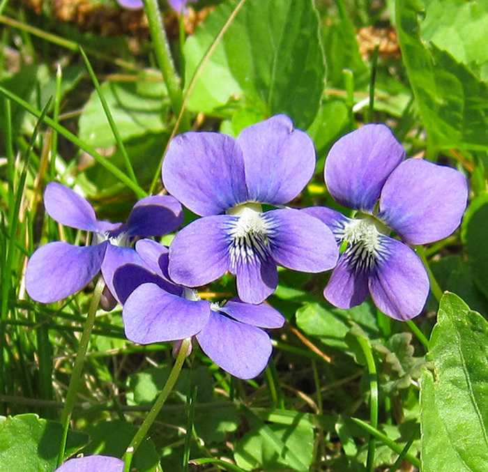 Seme za cveće Ljubičica plava 5 kesica Franchi Sementi Virimax - dodatni pogled