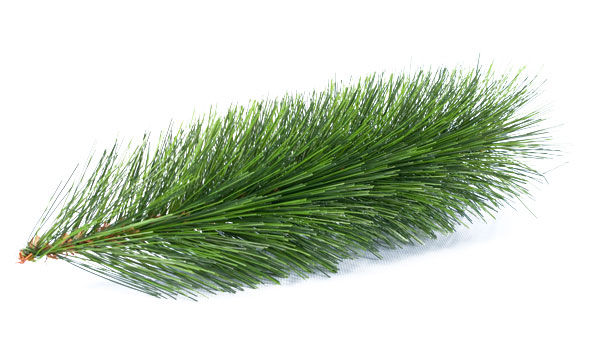 Gusta Netoksična Novogodišnja Jelka Arctic Fantasy 80 cm - dodatni pogled