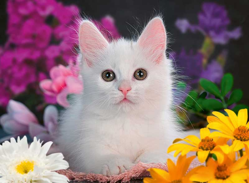 Puzzle slagalice Glitter 100XXL delova Belo mače Ravensburger 13358 - dodatni pogled