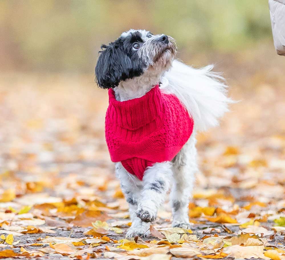 Džemper za psa Norwood red vel XS leđa 30cm Trixie 680074 - dodatni pogled