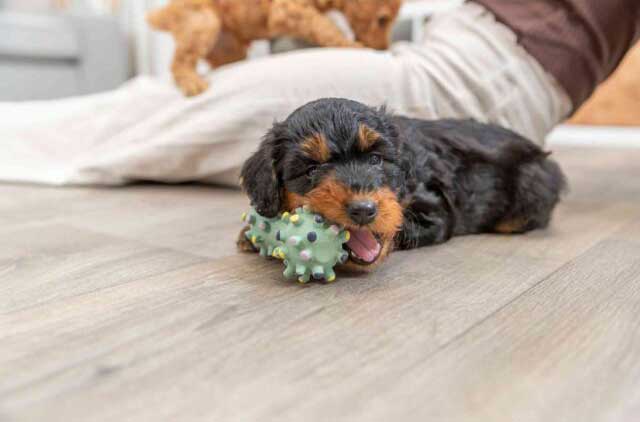 Trixie Junior Igračka za pse Teg od lateksa 10cm 35611 - dodatni pogled