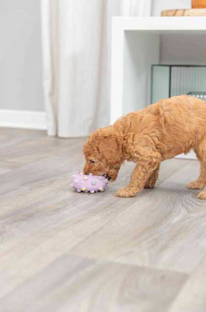 Trixie Junior Igračka za pse Krofna od lateksa 8cm 35612 - dodatni pogled