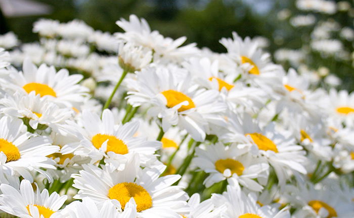 Margareta bela - seme za cveće 10 kesica Franchi Sementi Virimax - dodatni pogled