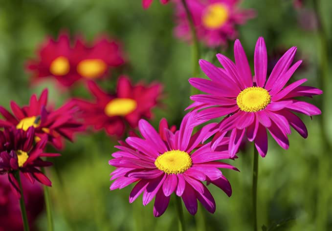 Margareta Robinsons mešavina - seme za cveće 5 kesica Franchi Sementi Virimax - dodatni pogled