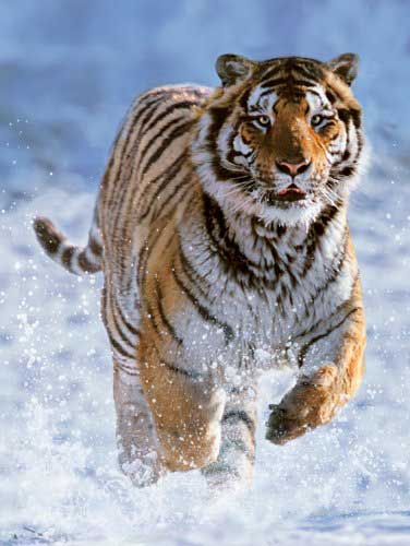Ravensburger slagalica Tiger In Snow 500 delova 12000148 - dodatni pogled