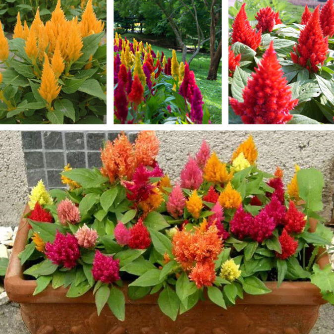 Cveće Perjanica - seme 10 kesica Franchi Sementi Virimax - dodatni pogled