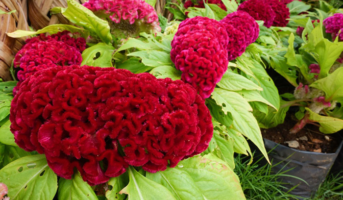 Cveće Petlova Kresta - seme 5 kesica Franchi Sementi Virimax - dodatni pogled