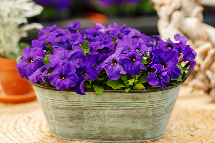 Cveće Petunija niska plava - seme 5 kesica Franchi Sementi Virimax - dodatni pogled