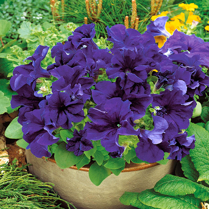 Cveće Petunija niska plava - seme 10 kesica Franchi Sementi Virimax - dodatni pogled