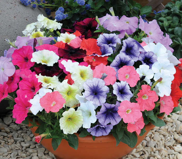 Cveće Petunija niska mix - seme 5 kesica Franchi Sementi Virimax - dodatni pogled