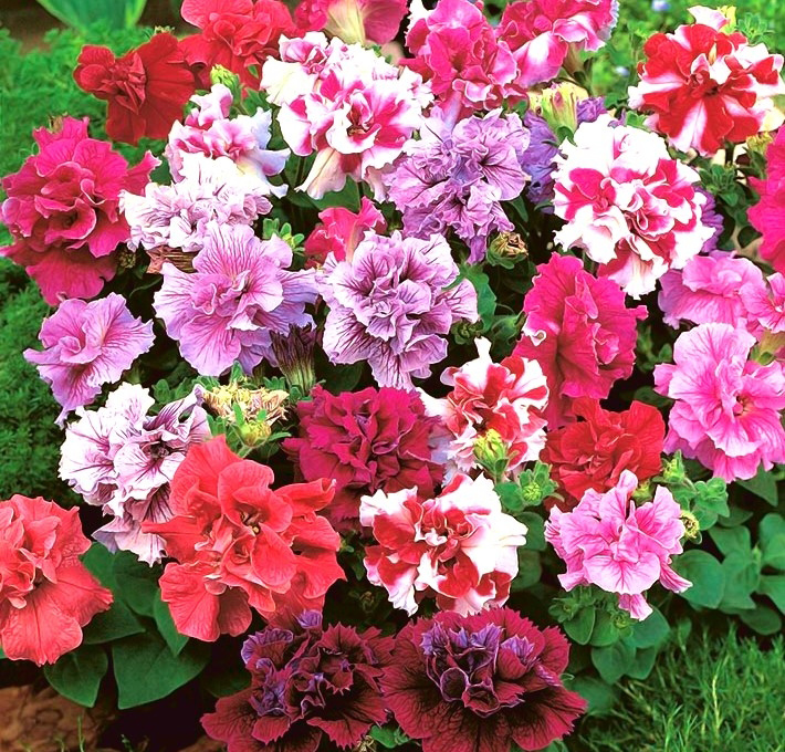 Cveće Petunija dupla mix - seme 5 kesica Franchi Sementi Virimax - dodatni pogled