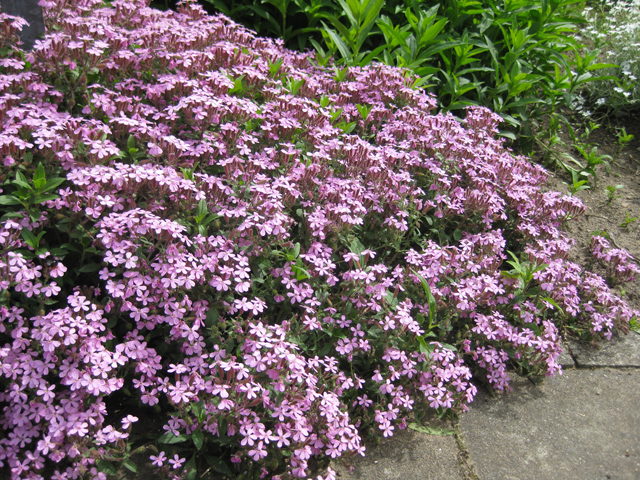 Seme za cveće Saponarija roze 10 kesica Franchi Sementi Virimax - dodatni pogled