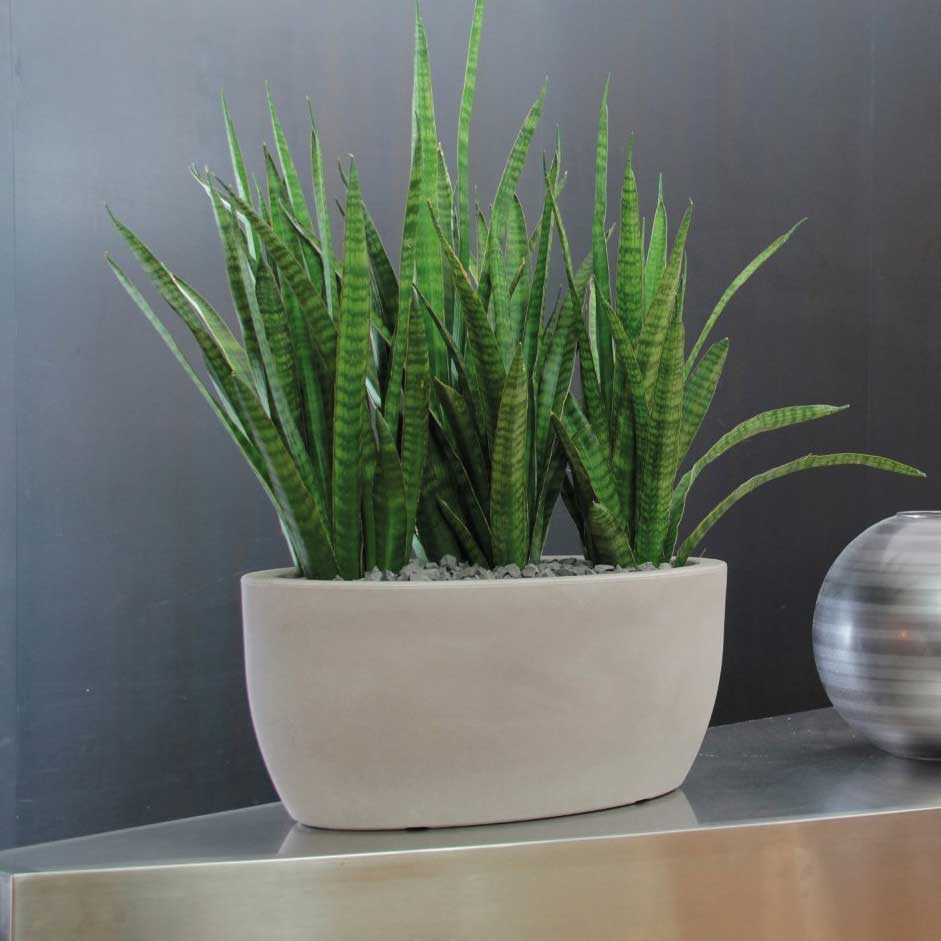 Ukrasna saksija Evolution Matt Athena Black - dodatni pogled