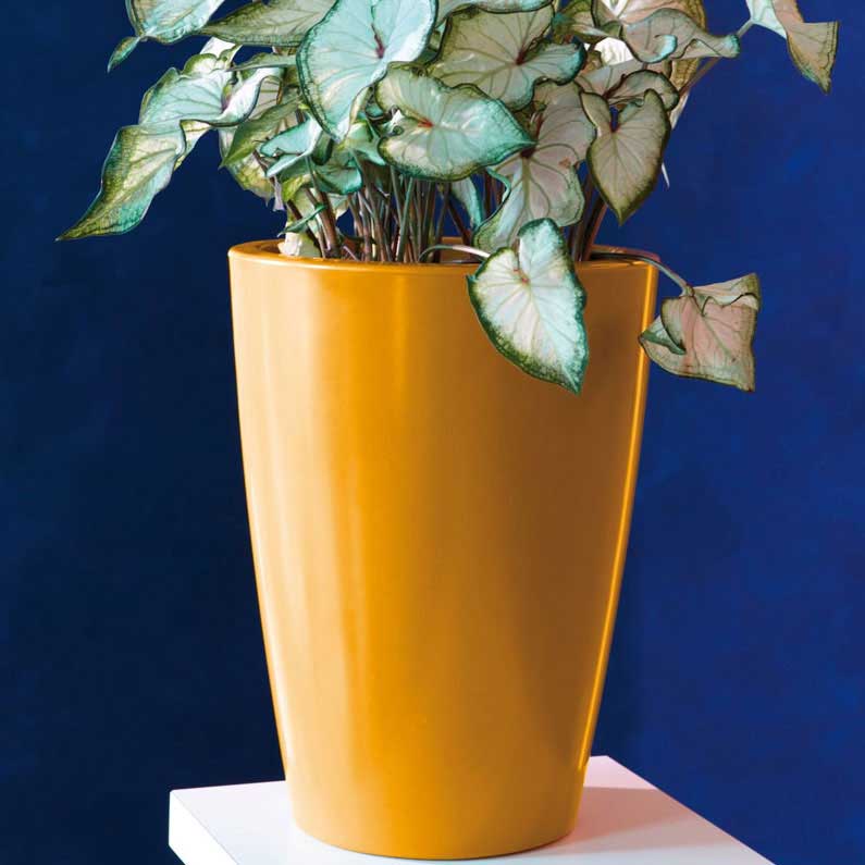 Saksija Evolution Gloss Tylus Yellow - dodatni pogled