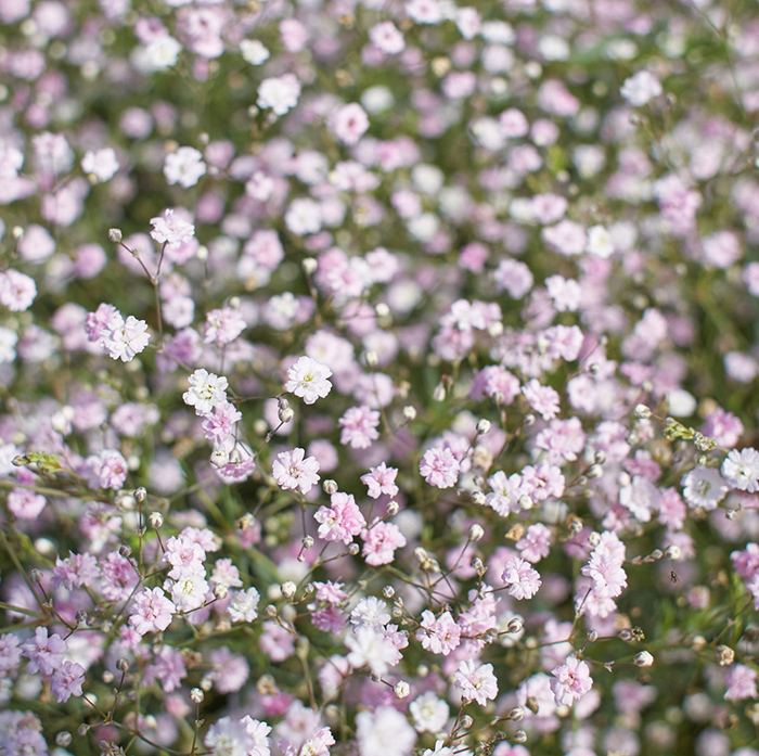 Seme za cveće 5 kesica Šlajer mešavina Franchi Sementi Virimax - dodatni pogled