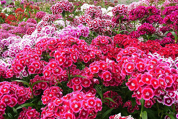 Seme za cveće Turski karanfil 5 kesica Franchi Sementi Virimax - dodatni pogled