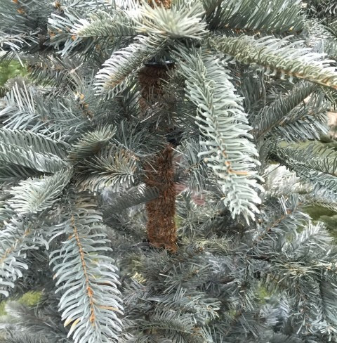 Potpuno Realistična Novogodišnja Jelka Nobilis Fir Blue 180cm - dodatni pogled