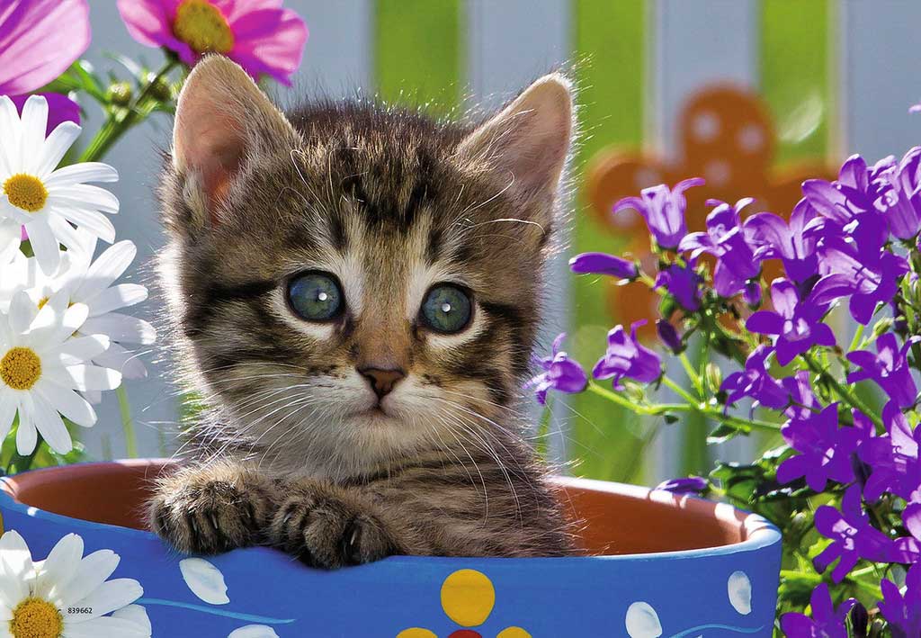 Ravensburger puzzle Dečije puzle - 2x24 - Životinje - Mace - Kučići - Dog And Cat  2x24 dela RA08971 - dodatni pogled