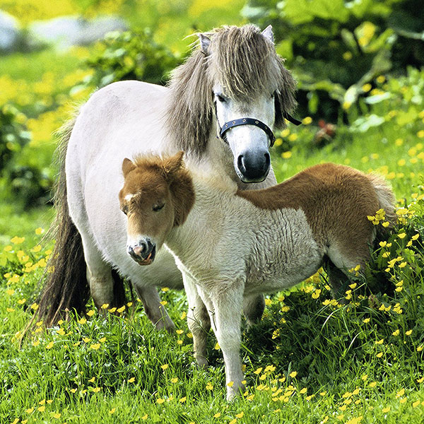 Ravensburger puzzle Dečije puzle - 3x49 - Životinje - Konji - Friendly Ponies  3x49 delova RA09428 - dodatni pogled