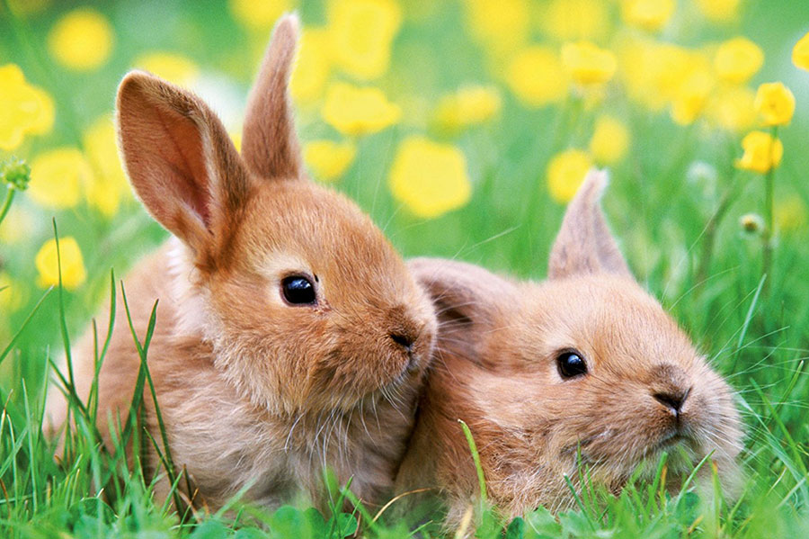 Ravensburger puzzle Dečije puzle - Mini Puzzle - Životinje - Animals 54 dela RA09430 - dodatni pogled