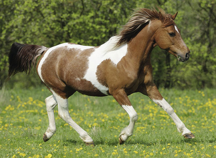 Ravensburger puzzle Dečije puzle - XXL - Životinje - Konji - Konj u galopu 100 delova RA10848 - dodatni pogled