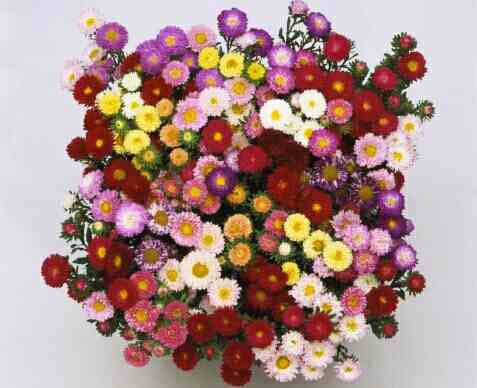 Seme za cveće Lepa Kata jednostruka - mešavina - Callistephus chinensis 2405 - dodatni pogled