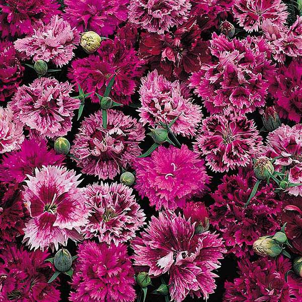 Seme za cveće Kineski karanfil - mešavina - Dianthus chinensis 3138 - dodatni pogled