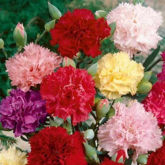 Seme za cveće Karanfil  šabo - mešavina - Dianthus caryophyllus 3245 - dodatni pogled
