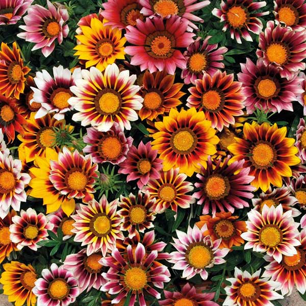 Baštensko cveće Gazanija - mešavina - Gazania splendens hyb. 3470 - dodatni pogled