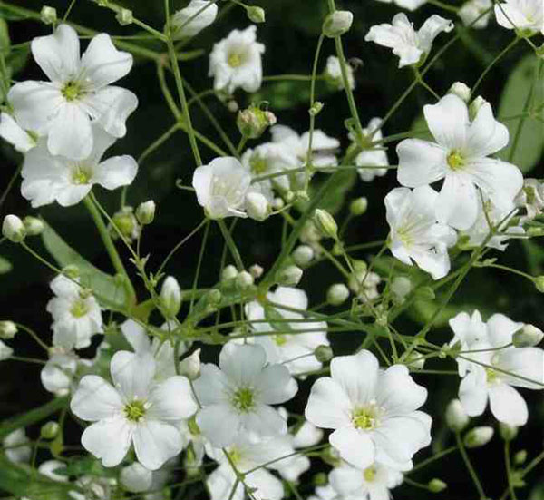 Baštensko cveće Šlajer - beli - Gypsophila elegans. 3665 - dodatni pogled