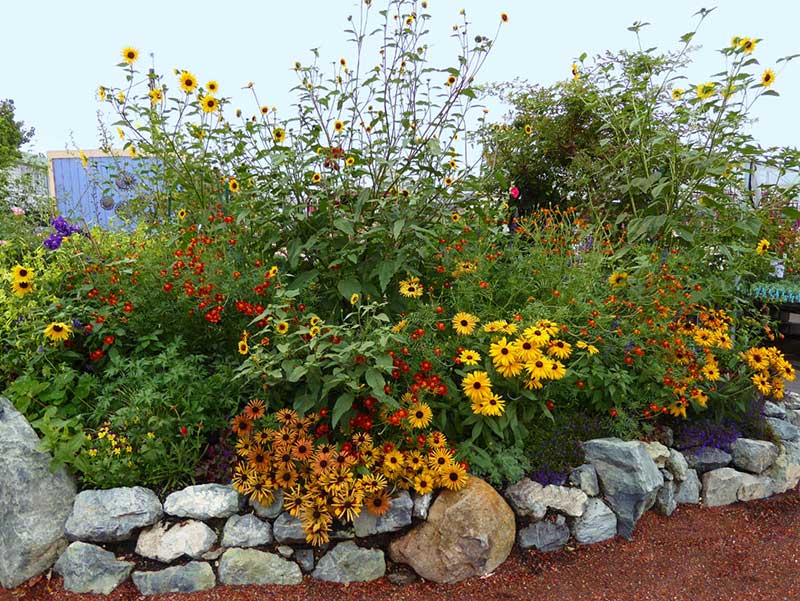 Seme za cveće Suncokret - mešavina - Helianthus annuus 3695 - dodatni pogled