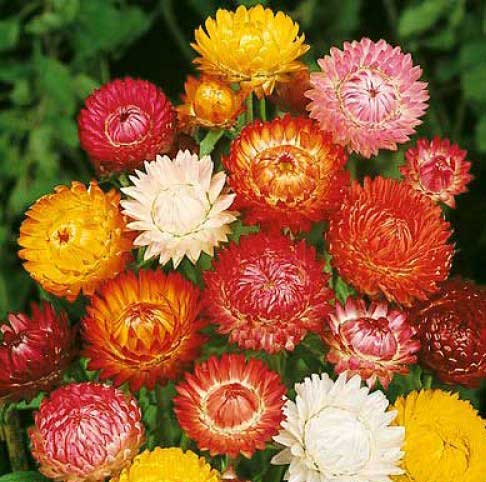 Seme za cveće Suva ruža - mešavina - Helichrysum bracteatum 3720 - dodatni pogled