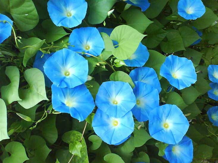 Seme za cveće Ladolež Heavenly Blue - Ipomoea purpurea 3812 - dodatni pogled