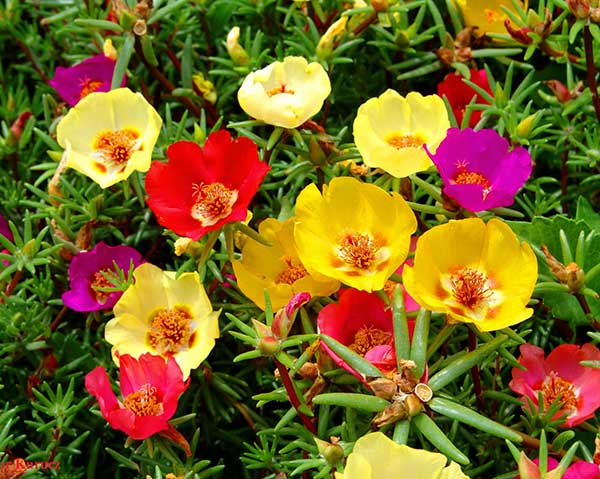 Seme za cveće Prkos jednostruki - mešavina - Portulaca grandiflora - 4828 - dodatni pogled