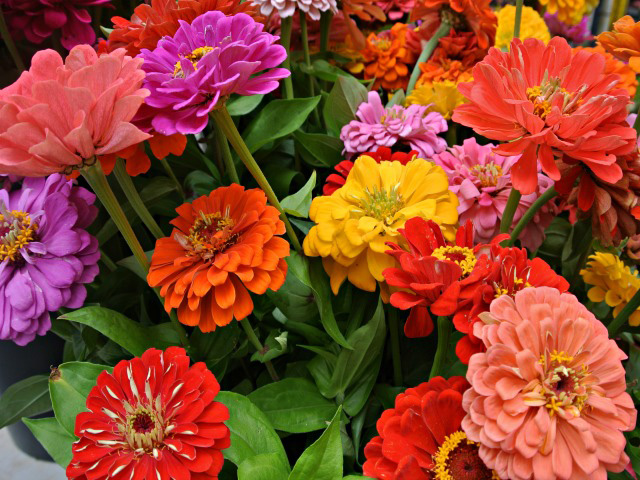 Baštensko cveće Lepi čovek - mešavina - Zinnia elegans 5971 - dodatni pogled