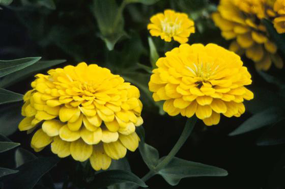 Baštensko cveće Lepi čovek - Cinija - žuti - Zinnia elegans 5972 - dodatni pogled