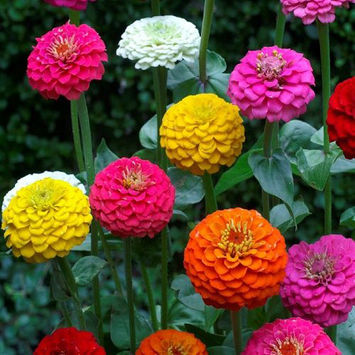 Seme za cveće Cinija elegans Liliput - mešavina - Zinnia elegans Liliput 6002 - dodatni pogled