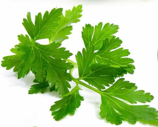 Seme za Peršun - lisnati domaći - Petroselinum crispum (Mill) Nym. 213 - dodatni pogled