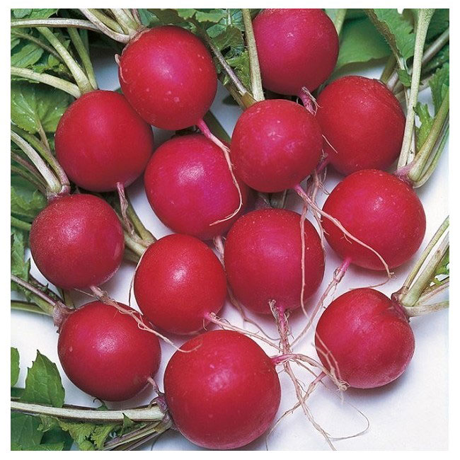 Seme - Rotkvice saksa - Raphanus sativus var. sativus 297 - dodatni pogled