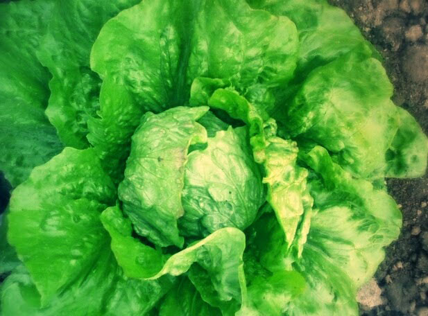 Seme - Zelena salata ljubljanska ledenka - Lactuca sativa L. 354 - dodatni pogled