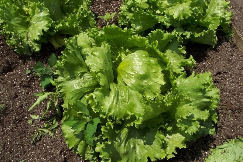 Seme - Zelena salata dalmatinska ledenka -  Lactuca sativa L. 361 - dodatni pogled