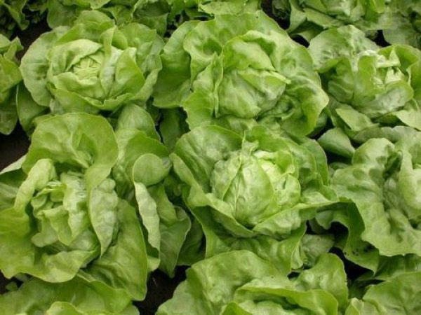 Seme - Zelena salata majska kraljica -  Lactuca sativa L. 379 - dodatni pogled