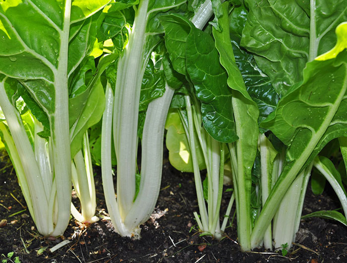 Seme za povrće - Blitva srebrnolisna - Beta vulgaris ssp. vulgaris var. cicla 483 - dodatni pogled