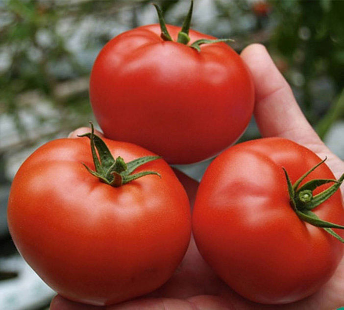 Seme za Paradajz Sent Pjer - Solanum lycopersicum L. 522 - dodatni pogled