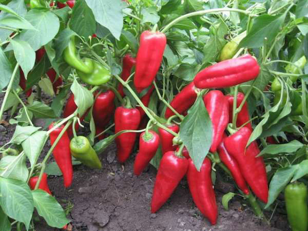 Paprika Kurtovska kapija - seme - Capsicum annuum L. 570 - dodatni pogled