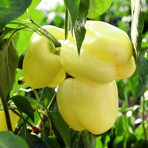 Paprika Žuta babura - Šorokšari - seme - Capsicum annuum L. 574 - dodatni pogled