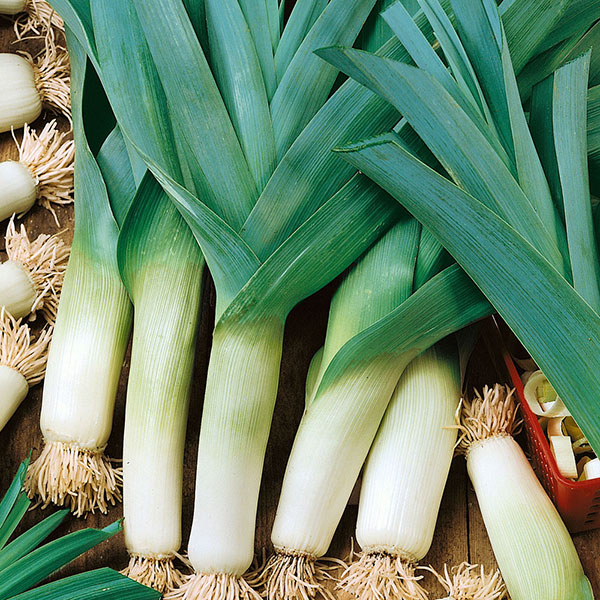 Praziluk karentan - seme - Allium porrum L. 614 - dodatni pogled