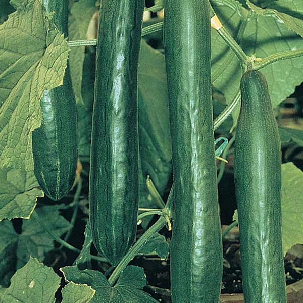 Seme za Krastavac dugi zeleni Marketer - Cucumis sativus L. 621 - dodatni pogled
