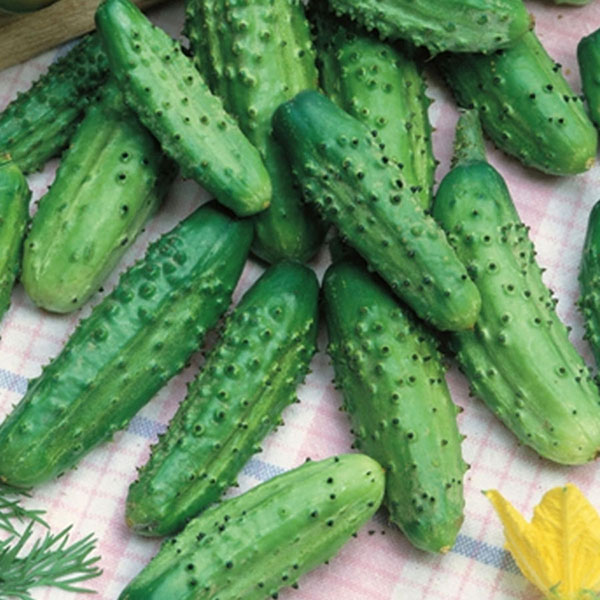 Seme za Krastavčiće Levina - Cucumis sativus L. 673 - dodatni pogled